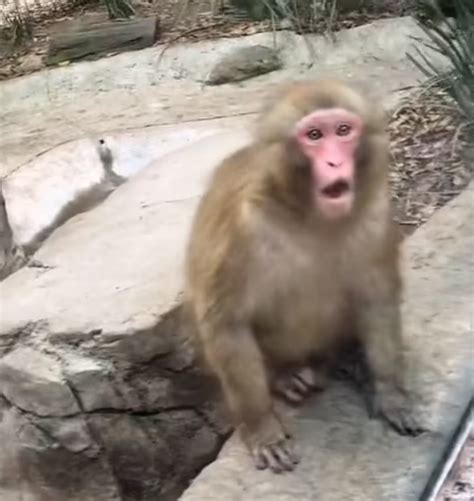 monkey surprised by magic trick